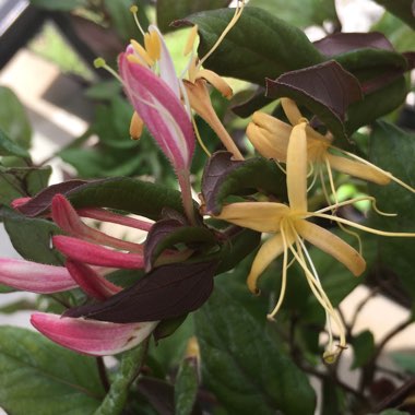 Lonicera japonica 'Halliana'