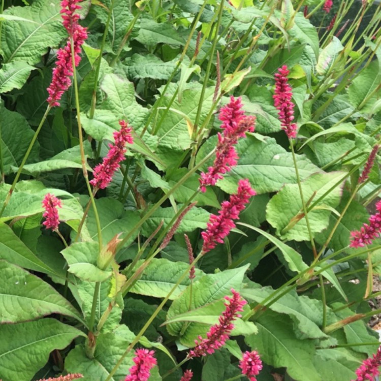 Plant image Persicaria amplexicaulis 'Firetail' syn. Polygonum amplexicaule 'Fire Tail'