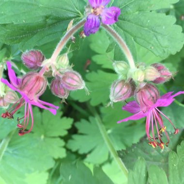 Bigroot Cranesbill 'Mytikas'