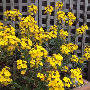 Wallflower 'Rysi Gold'