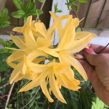 Yellow Azalea