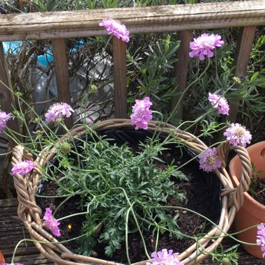 Scabious 'Butterfly Blue'