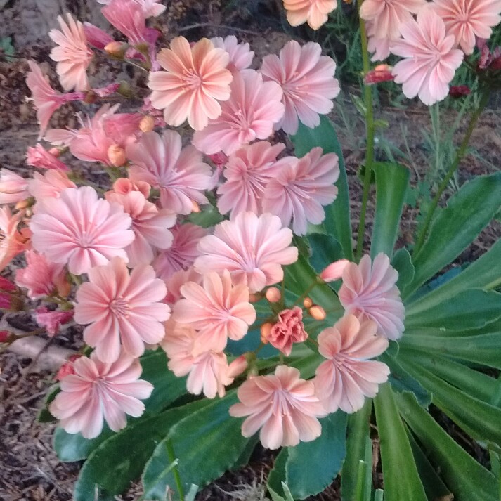 Lewisia Cotyledon