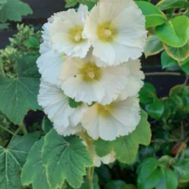 Hollyhock