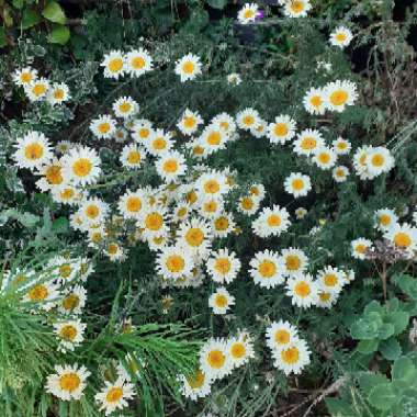 Golden Marguerite 'Sauce Hollandaise'