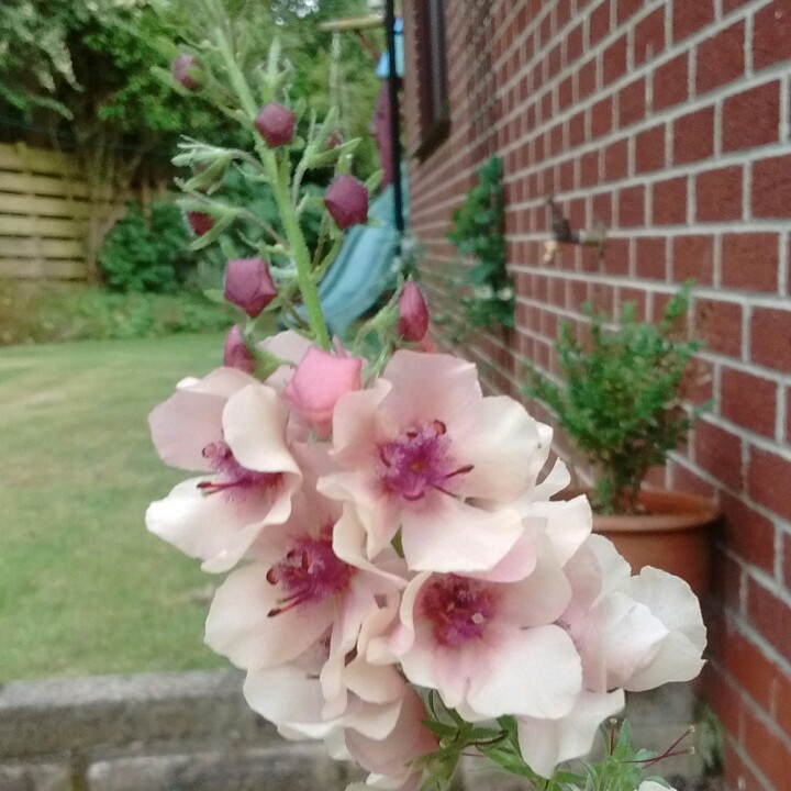 Plant image Verbascum x hybrida 'Southern Charm'