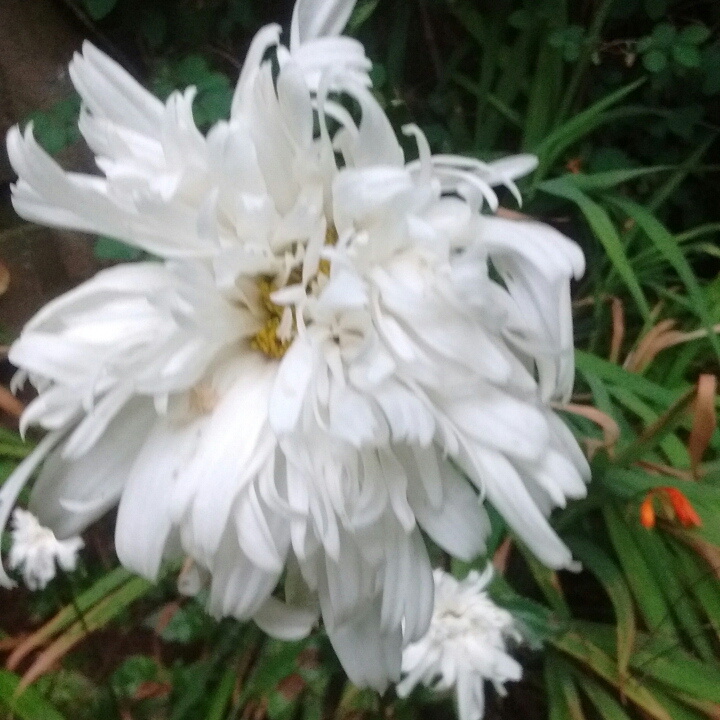 Plant image Leucanthemum x superbum 'Elisabeth'