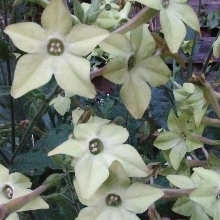 plant image 208384