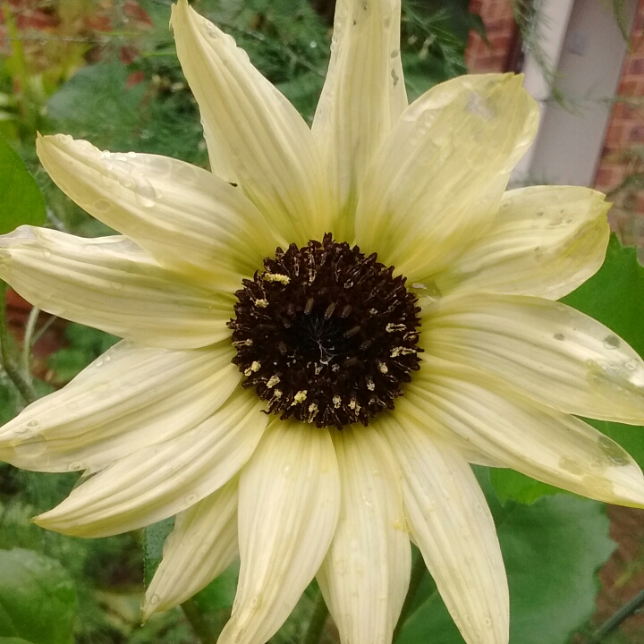 Plant image Helianthus annuus 'Italian White'