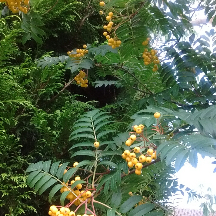 Plant image Sorbus 'Sunshine'