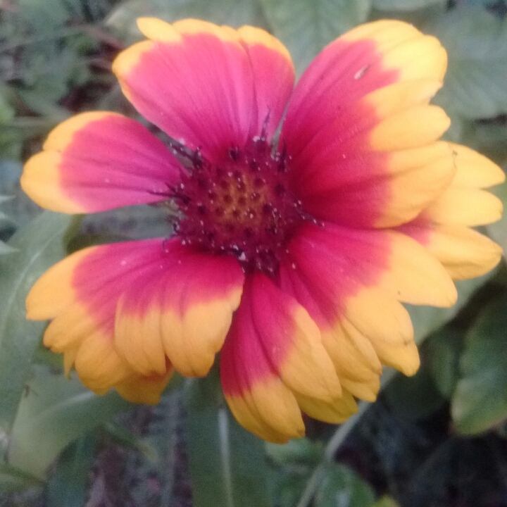 Plant image Gaillardia