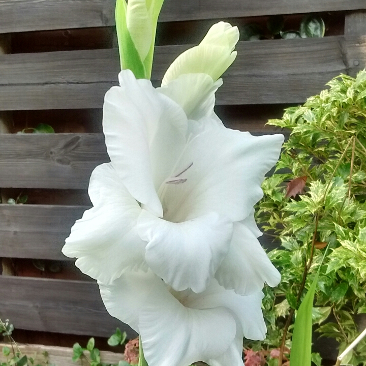 Plant image Gladiolus 'White Prosperity'