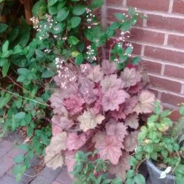 Heuchera