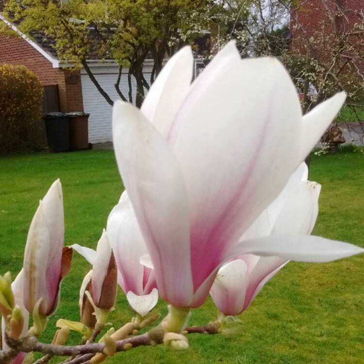 Plant image Magnolia x soulangeana