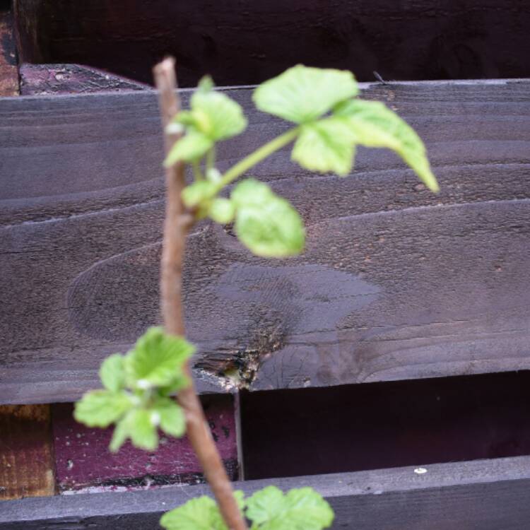 Plant image Rubus Idaeus 'Glen Clova'