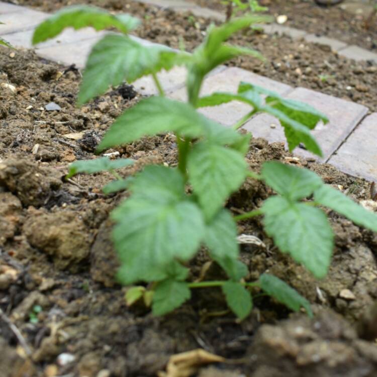 Plant image Rubus idaeus 'Malling Jewel'