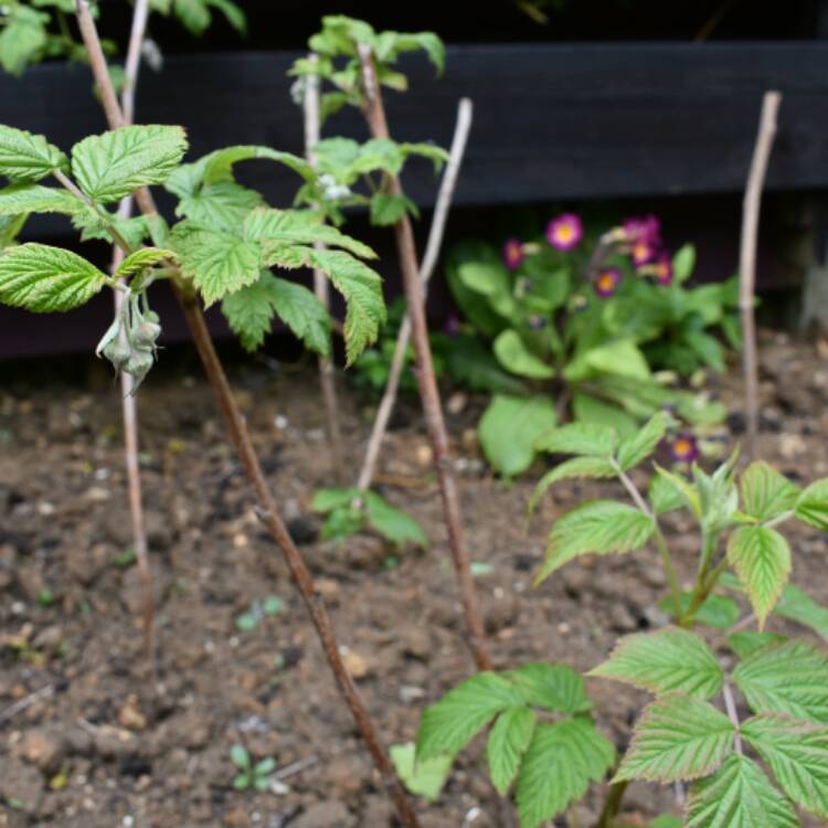 Plant image Rubus idaeus 'Tulameen'