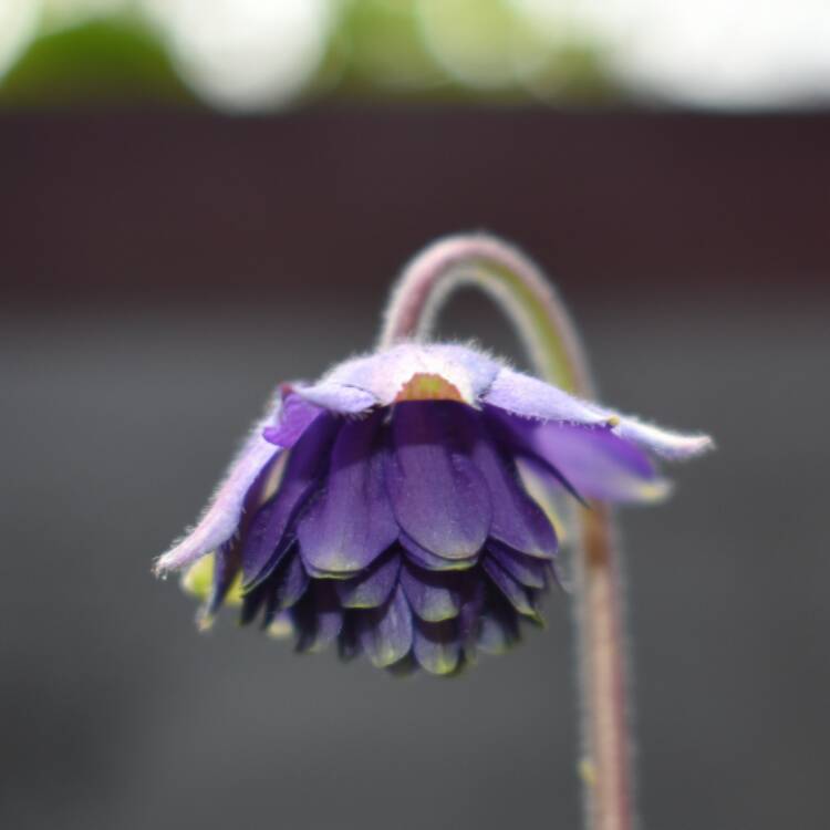 Plant image Aquilegia bulgaria 'Blue Barlow'