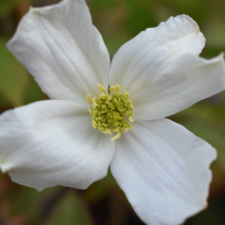 Plant image Clematis Montana Wilsonii