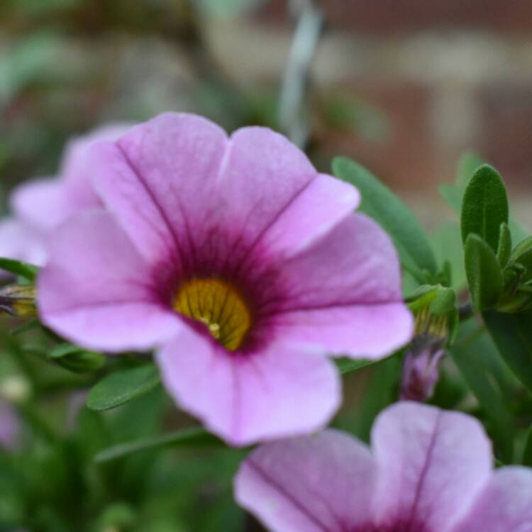 Plant image Calibrachoa 'Can Can Cherry Blossom'