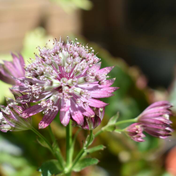 Plant image Astrantia major 'Rubra'