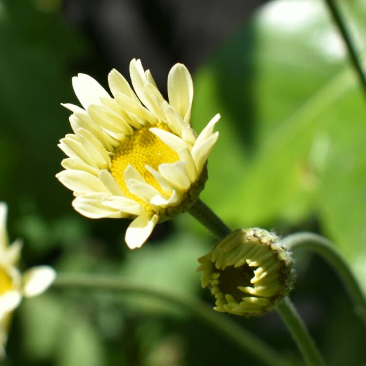 Plant image Cota tinctoria 'Sauce Hollandaise' syn. Anthemis tinctoria 'Sauce Hollandaise'