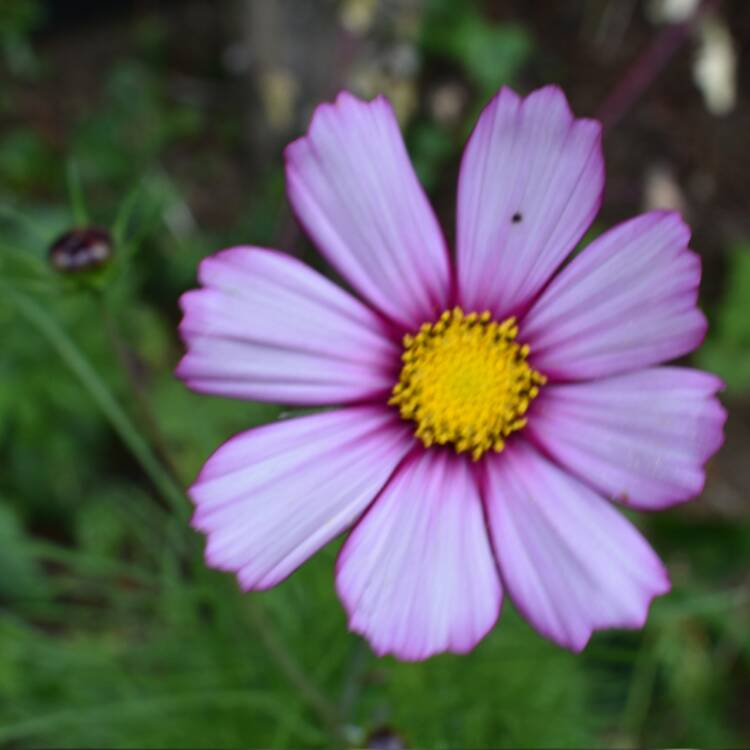 Plant image Cosmos Bipinnatus 'Candy Stripe'