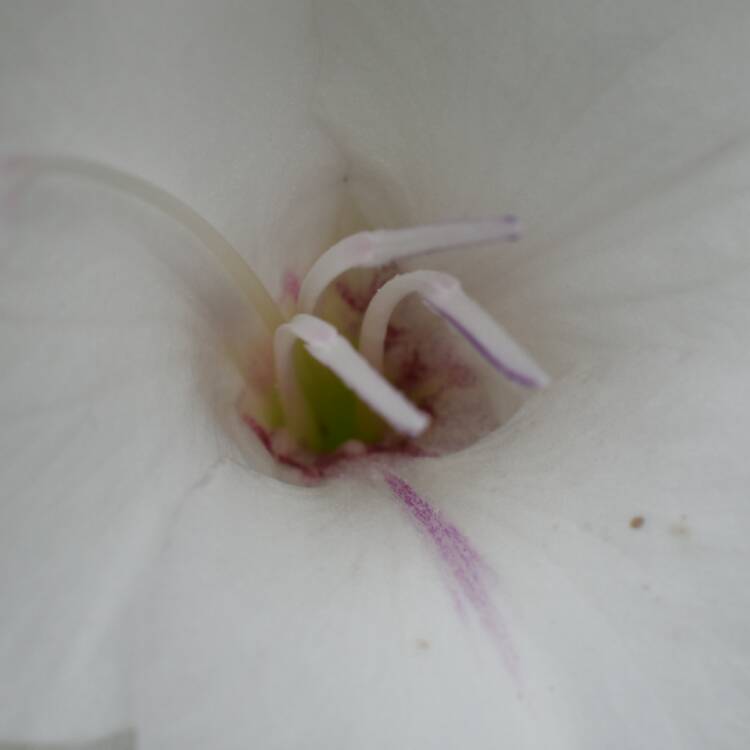 plant image 525951