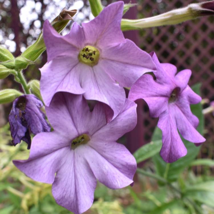 Plant image Nicotiana x sanderae 'Sensation Mixed' (Mix)