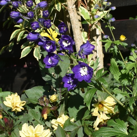 Plant image Delphinium Cultorum 'Dark Blue White Bee'