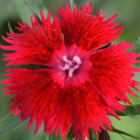 Plant image Dianthus barbatus 'Rocking Red'