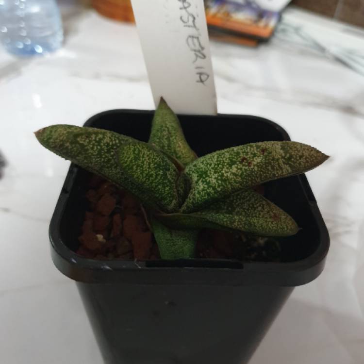 Plant image Gasteria batesiana var. batesiana