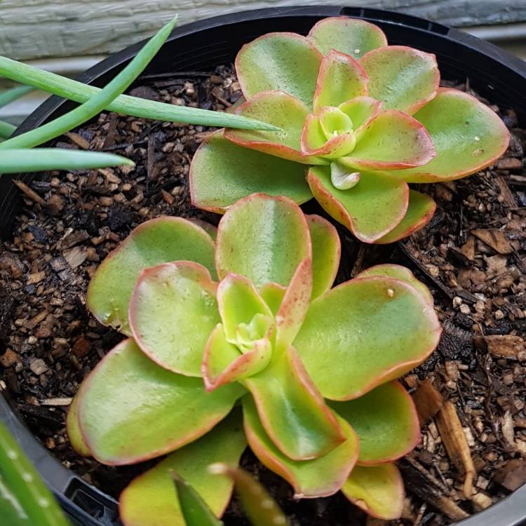 Plant image Echeveria Candy