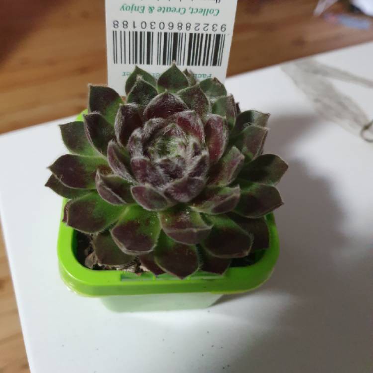 Plant image Sempervivum Pacific Feather Power