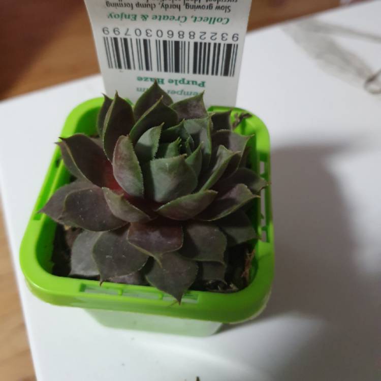 Plant image Sempervivum Purple Haze