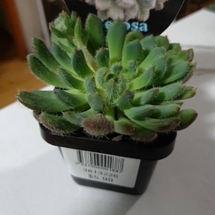 Plant image Echeveria Setosa var. Minor