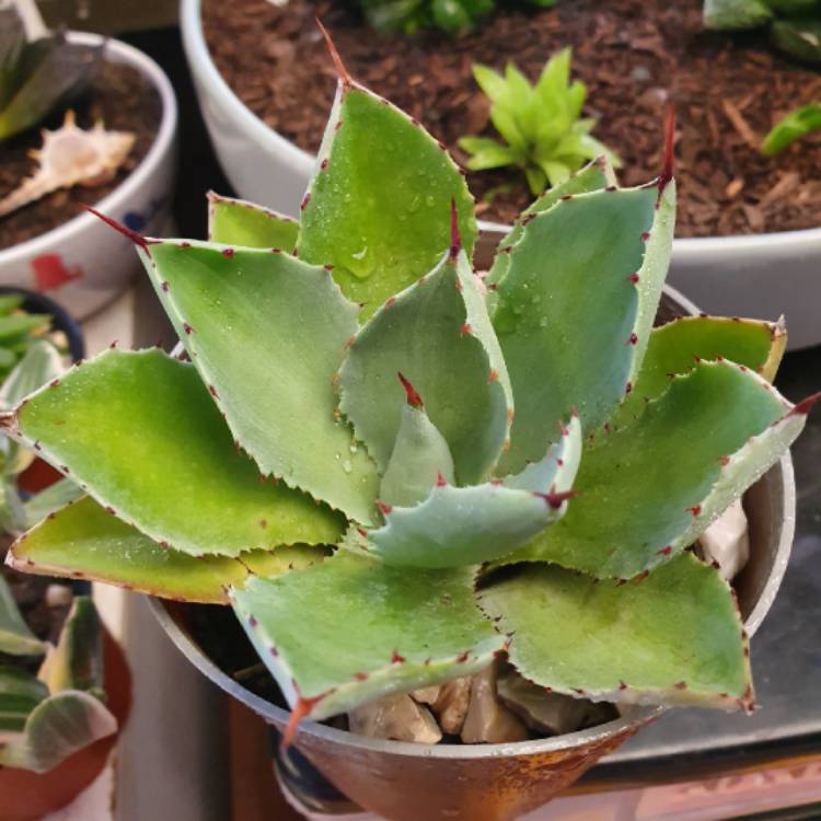 Plant image Agave Potatorum Butterfly