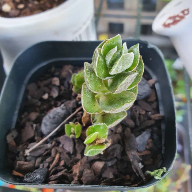 Plant image Crassula pangolin