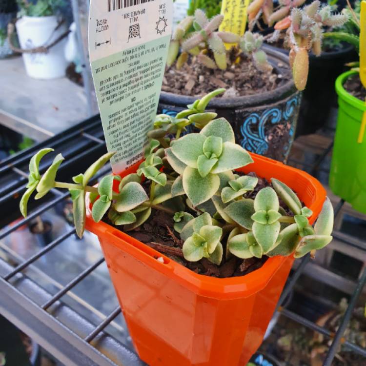 Plant image Crassula 'Isabella'