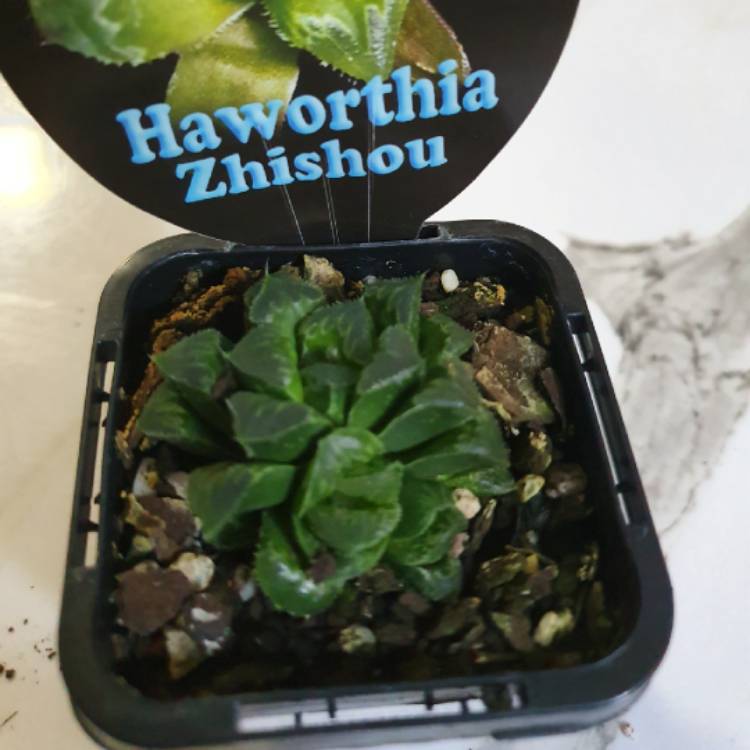 Plant image Haworthia Zhishou