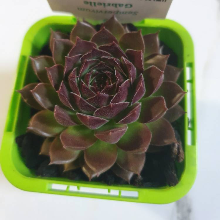 Plant image Sempervivum Gabrielle