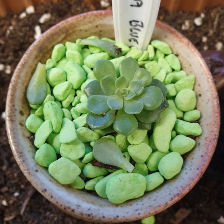 Plant image Echeveria Blue Wren