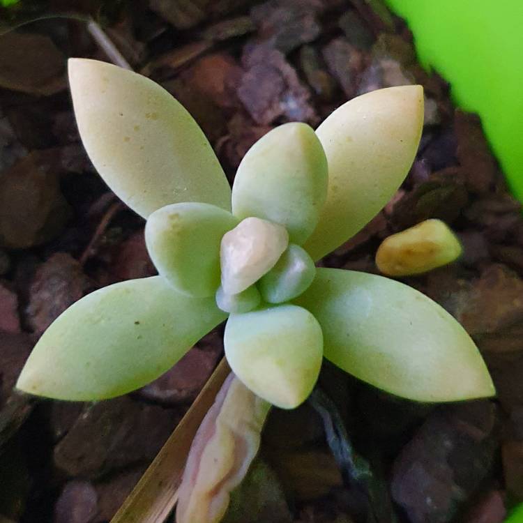 Plant image Dudleya greenei 