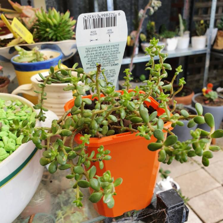 Plant image Sedum 'Star Carpet'