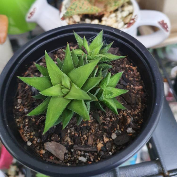 Plant image Haworthiopsis viscosa syn. Haworthia viscosa