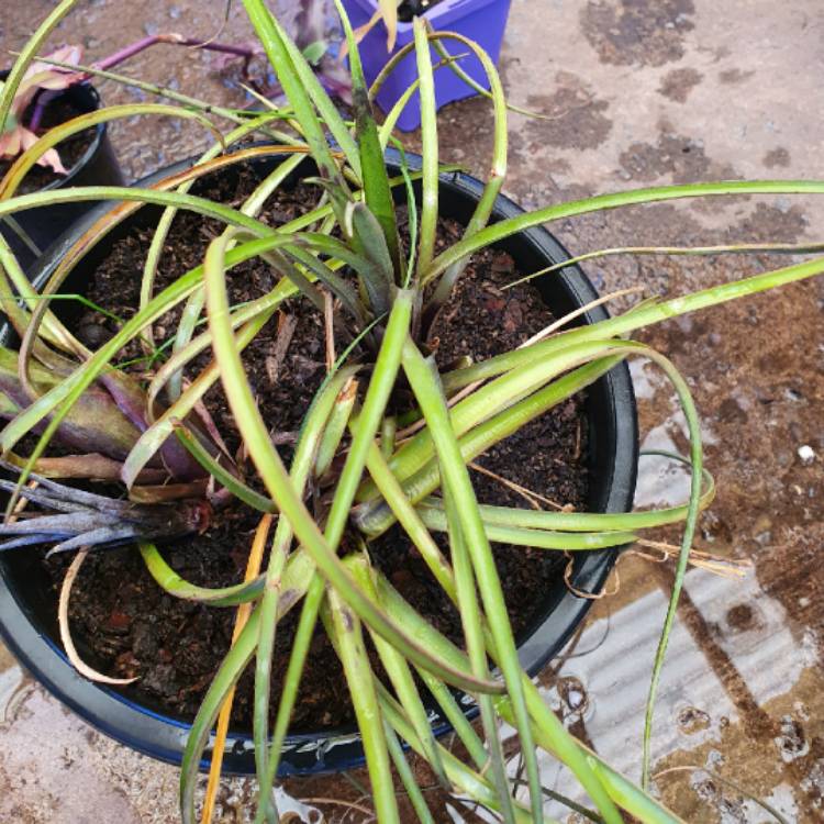 Plant image Tillandsia bergeri