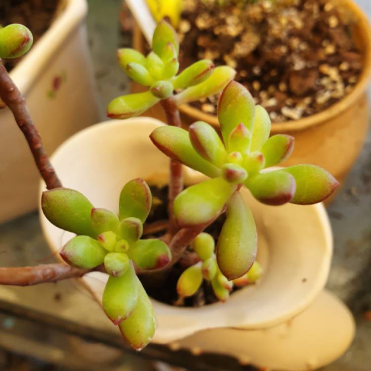 Plant image Sedum 'Pachyphyllum Hybrid