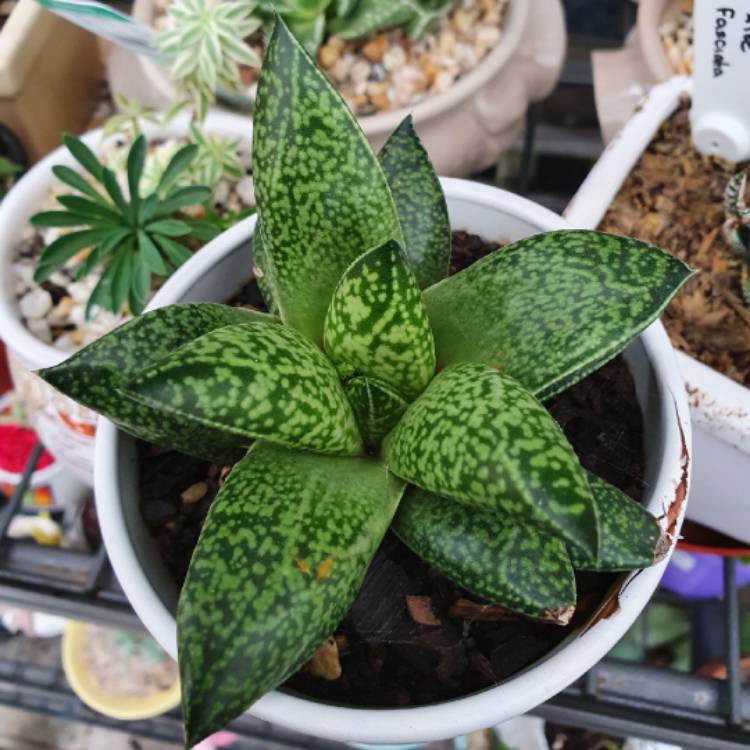 Plant image x Gasterhaworthia 'Rosava'