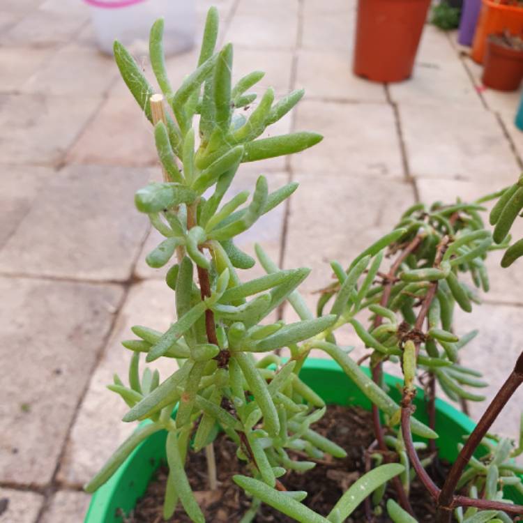 Plant image Mesembryanthemum bellidiformis 'Mauve Pigface' syn. Cleretum cuneifolium;Cleretum limpidum