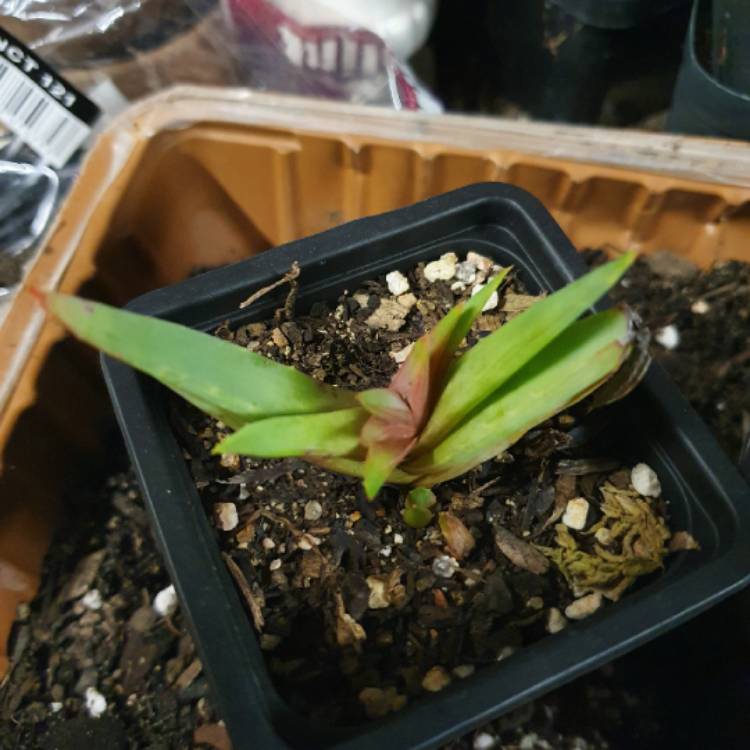 Plant image Aloe 'Walmsley's Blue'